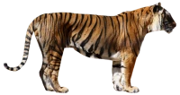 WEBP