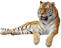 WEBP
