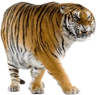 WEBP