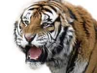 WEBP