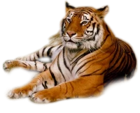 WEBP