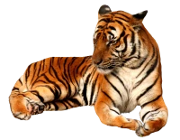 WEBP