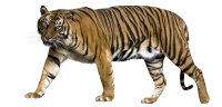 WEBP
