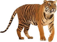 WEBP