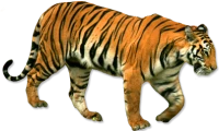 WEBP