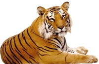 WEBP