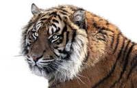 WEBP
