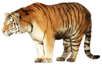 WEBP