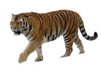 WEBP