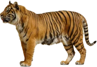 WEBP
