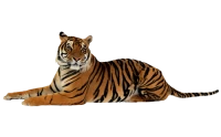 WEBP
