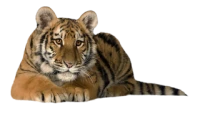 WEBP