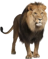 WEBP