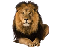 WEBP