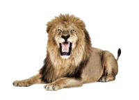 WEBP