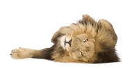 WEBP