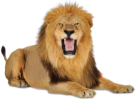 WEBP