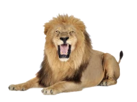 WEBP