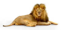 WEBP