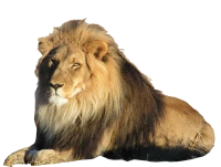 WEBP