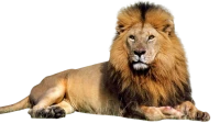 WEBP