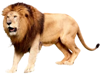 WEBP