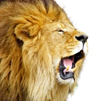 WEBP