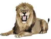 WEBP