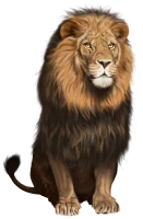 WEBP