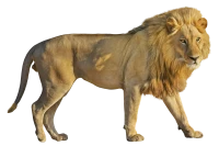 WEBP