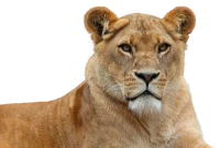 WEBP