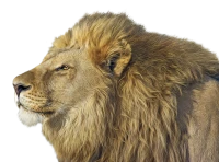 WEBP