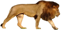 WEBP