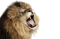 WEBP