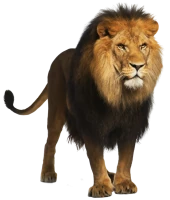WEBP