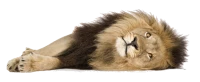 WEBP