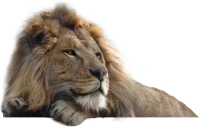 WEBP