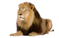WEBP