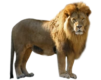 WEBP