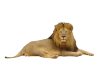 WEBP