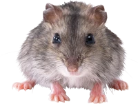 WEBP