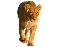 WEBP