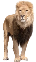 WEBP