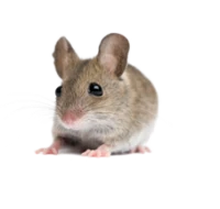 WEBP