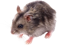 WEBP