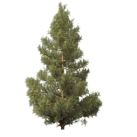 WEBP
