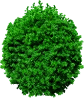 WEBP