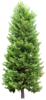 WEBP