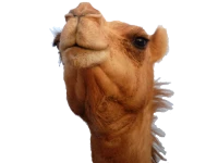 WEBP