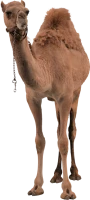 WEBP